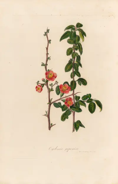 Cydonia japonica av Gaetano Savi