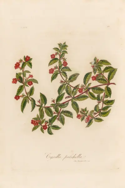Cyrilla pulchella av Gaetano Savi