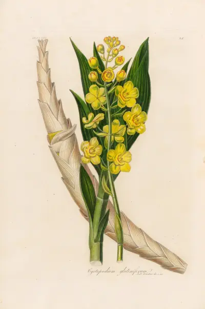 Cyrtopodium glutiniferum av Gaetano Savi
