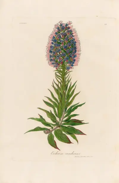 Echium candicans av Gaetano Savi