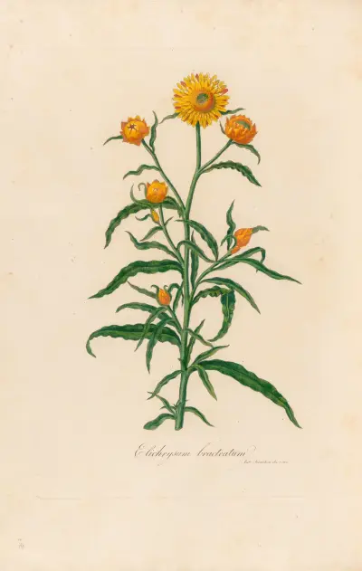 Elichrysum bracteatum av Gaetano Savi