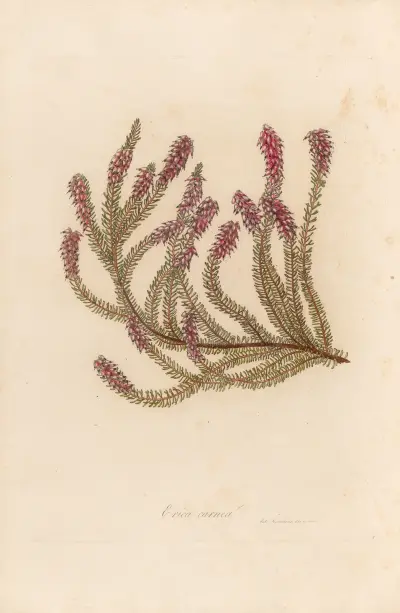 Erica carnea av Gaetano Savi