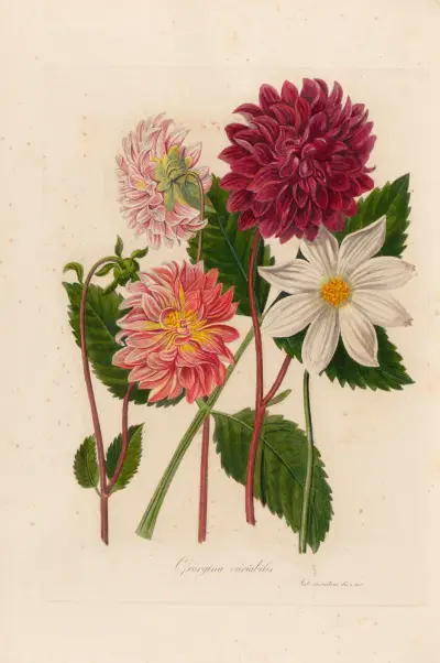 Georgina variabilis av Gaetano Savi