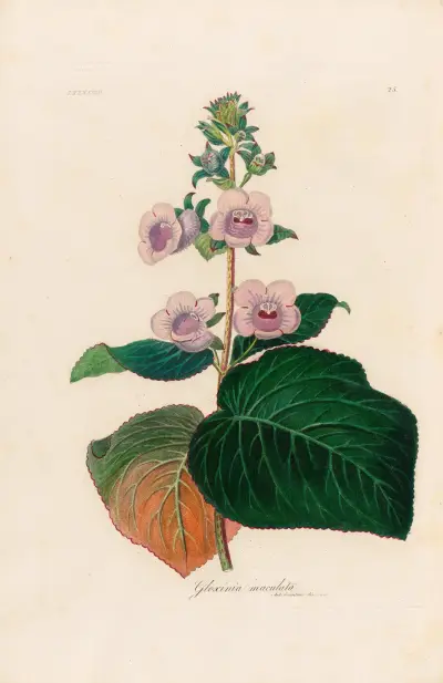 Gloxinia maculata av Gaetano Savi
