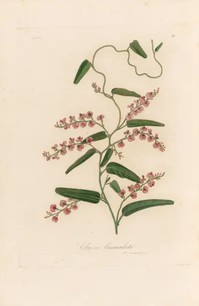 Glycine bimaculata av Gaetano Savi
