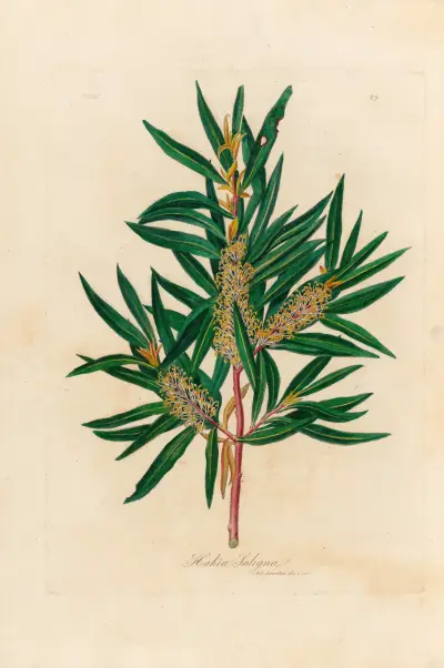 Hakea Saligna av Gaetano Savi