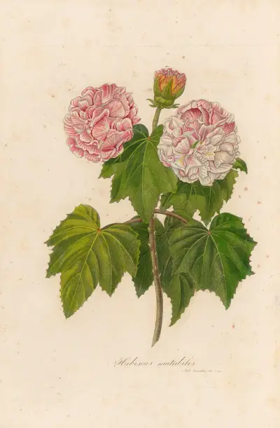Hibiscus mutabilis av Gaetano Savi