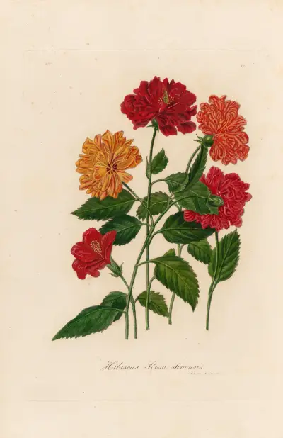 Hibiscus Rosa sinensis av Gaetano Savi