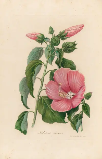 Hibiscus Roseus av Gaetano Savi