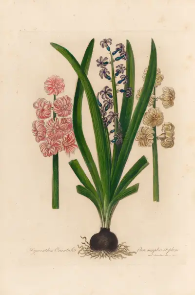 Hyacinthus Orientalis mit einfachen und gefüllten Blüten von Gaetano Savi