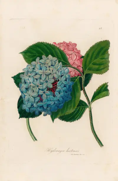 Hortensia av Gaetano Savi