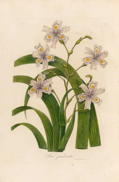 Iris fimbriata av Gaetano Savi