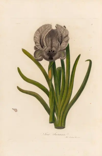 Iris Susiana av Gaetano Savi