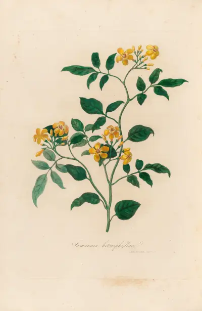 Jasminum heterophyllum av Gaetano Savi