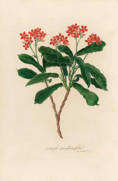 Jatropha panduraefolia av Gaetano Savi