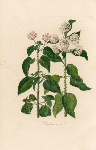 Lantana nivea av Gaetano Savi