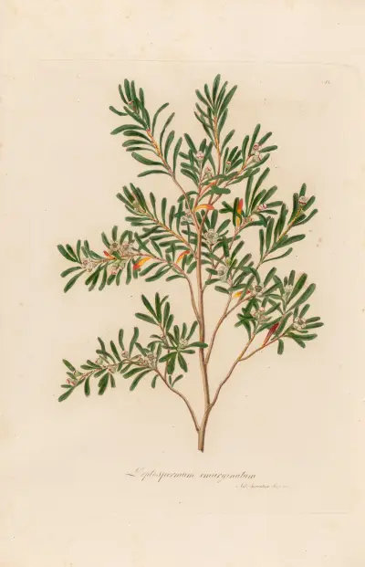 Leptospermum emarginatum av Gaetano Savi
