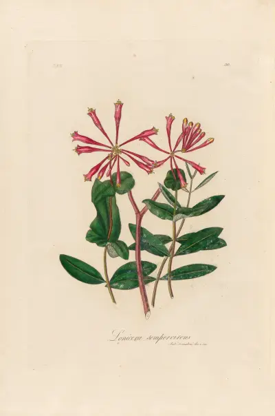 Lonicera sempervirens av Gaetano Savi