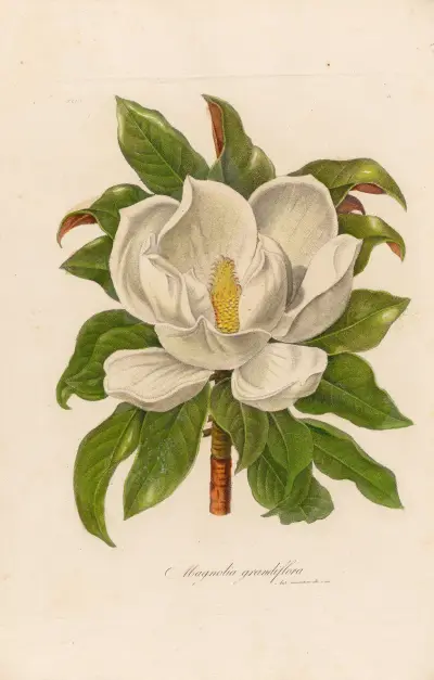 Magnolia grandiflora av Gaetano Savi