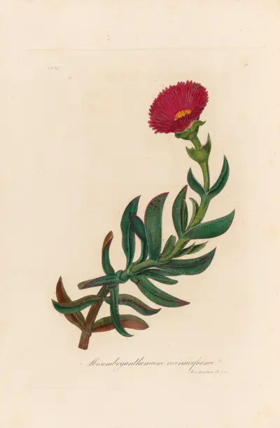 Mesembryanthemum acinaciforme av Gaetano Savi