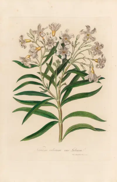 Nerium odorum var. lutuem av Gaetano Savi