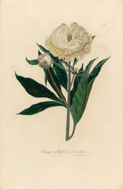 Paeonia albiflora flore pleno av Gaetano Savi