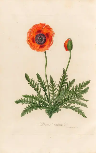 Papaver orientale av Gaetano Savi
