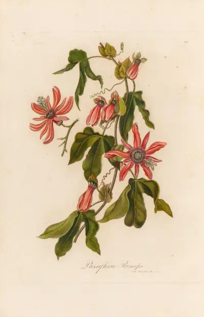 Passiflora Princeps av Gaetano Savi