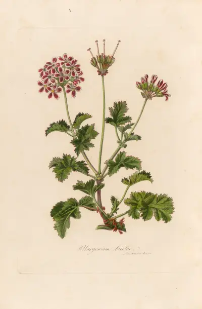 Pelargonium bicolor av Gaetano Savi