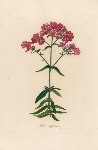 Phlox suffruticosa av Gaetano Savi