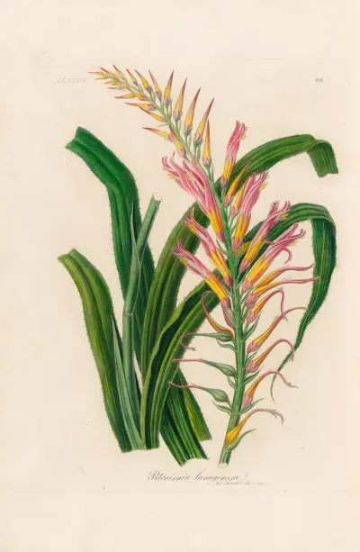Pitcairnia lanuginosa av Gaetano Savi
