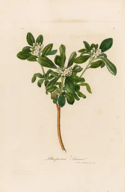 Pittosporum Sinense av Gaetano Savi