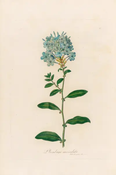 Plumbago auriculata von Gaetano Savi
