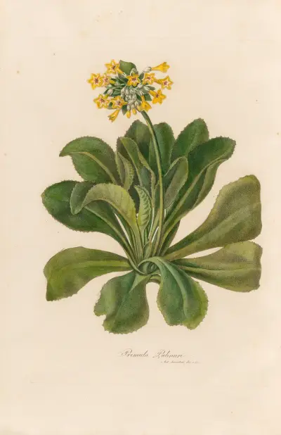Primula Palinuri av Gaetano Savi