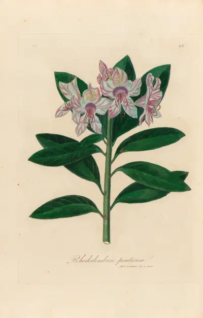 Rhododendron ponticum av Gaetano Savi
