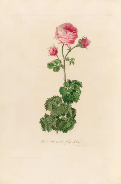 Rosa bipinnata flore pleno av Gaetano Savi