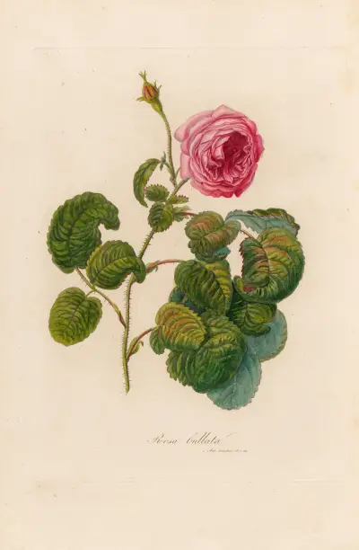 Rosa bullata av Gaetano Savi