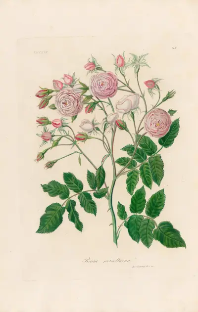 Rosa noisettiana av Gaetano Savi
