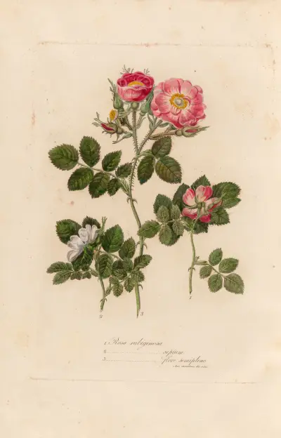 Rosa rubiginosa av Gaetano Savi