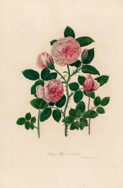 Rosa Thea et variet av Gaetano Savi