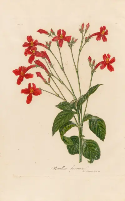 Ruellia formosa av Gaetano Savi