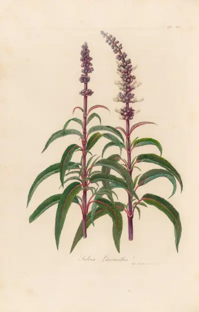 Salvia Leucantha av Gaetano Savi