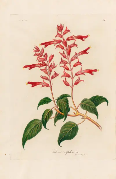 Salvia Splendes av Gaetano Savi
