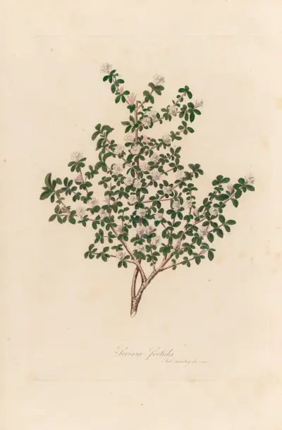 Serissa foetida av Gaetano Savi