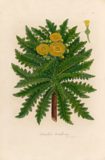 Sonchus torulosus av Gaetano Savi