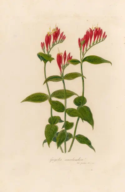 Spigelia marilandica av Gaetano Savi