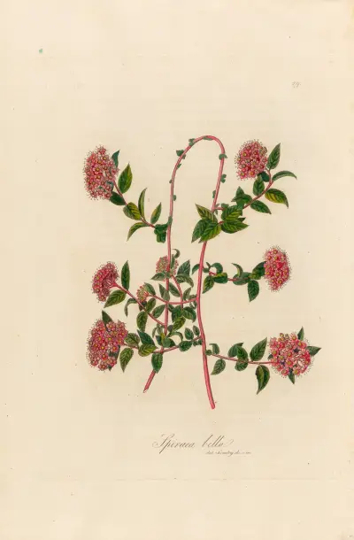 Spiraea bella av Gaetano Savi