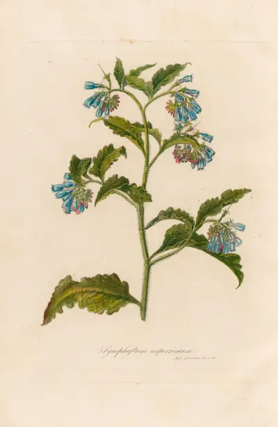 Symphytum asperrimum av Gaetano Savi