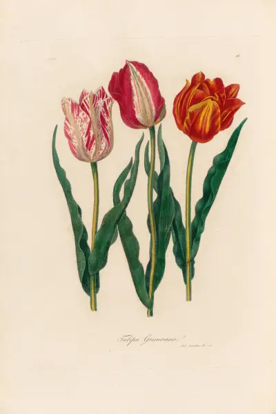 Tulipa Gesneriana av Gaetano Savi