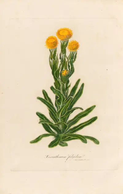 Xeranthemum fulgidum av Gaetano Savi